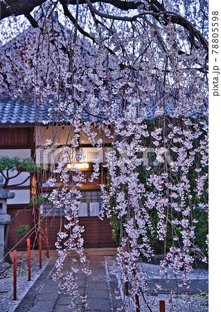 京都　本満寺の桜2021 78805598