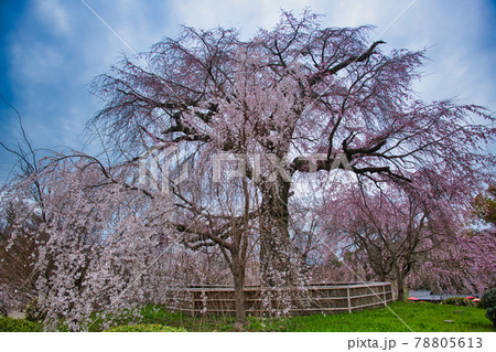 円山公園の祇園枝垂桜2021春 円山公園の祇園枝垂桜2021春 78805613