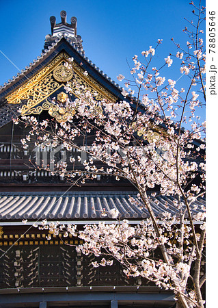東本願寺の春 2021 東本願寺の春 2021 78805646