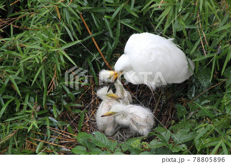 親鳥を甘噛みする白鷺の雛たち 78805896