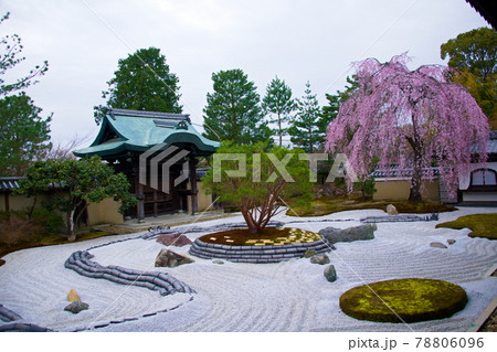 高台寺の春 2021年春 高台寺の春 2021年春 78806096