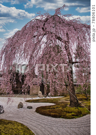 高台寺の春　2021年春 78806101