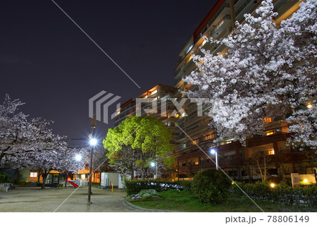 夜桜　公園 78806149