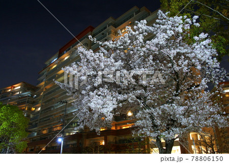 夜桜　公園 78806150