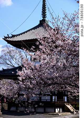 京都 本法寺の春2021 京都 本法寺の春2021 78806190