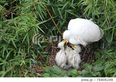 親鳥に甘えて甘噛みする白鷺の雛鳥たち 親鳥に甘えて甘噛みする白鷺の雛鳥たち 78806286