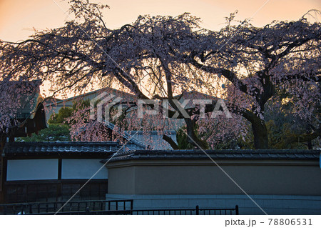 有栖川宮旧邸の枝垂桜　2021春 78806531