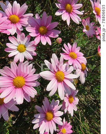 ピンク色の花 デイジー の写真素材