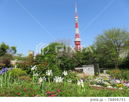 芝公園の花壇越しに見える東京タワー 78806741