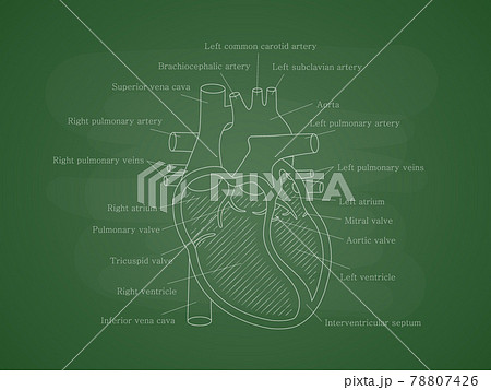 Human cardiac system with descriptions. Educational diagram with human heart cross-section. 78807426
