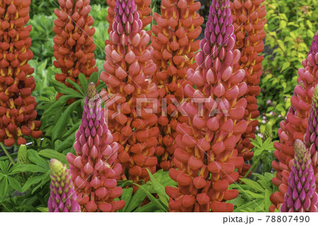 Blooming Macro Lupine 'Towering Inferno' Flowers Blooming Macro Lupine 'Towering Inferno' Flowers 78807490