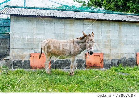 秋吉台自然動物公園のラバ 秋吉台自然動物公園のラバ 78807687