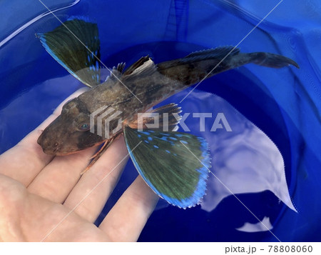 ホウボウ Chelidonichthys spinosus ホウボウ Chelidonichthys spinosus 78808060