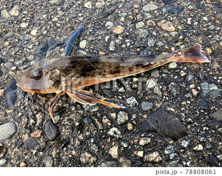 ホウボウ Chelidonichthys spinosus 78808061