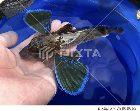ホウボウ Chelidonichthys spinosus ホウボウ Chelidonichthys spinosus 78808065
