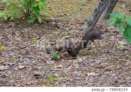 エゾリス 78808234