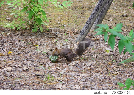 エゾリス 78808236