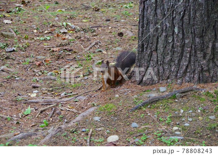 エゾリス 78808243