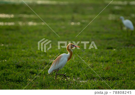 cattle egret on lawn in the evening (アマサギ) 78808245