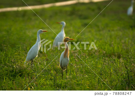 flock of cattle egrets in the evening (アマサギ) flock of cattle egrets in the evening (アマサギ) 78808247