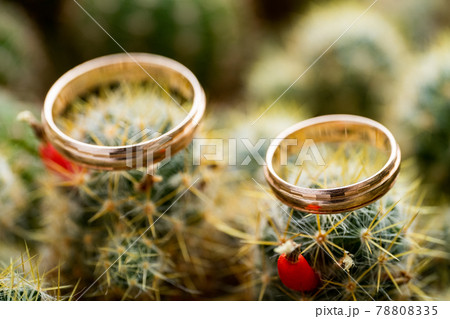 Wedding gold rings on cactus with orange fruits. Love, marriage concept. Side view. 78808335