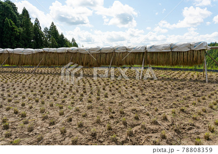 四谷千枚田の天日干し風景(愛知県) 四谷千枚田の天日干し風景(愛知県) 78808359