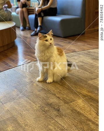 猫カフェの猫 猫カフェの猫 78808482