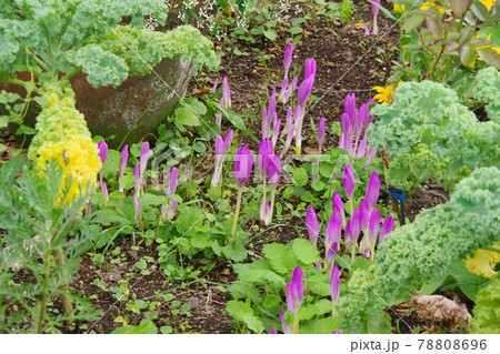 コルチカム 開花前 コルチカム 開花前 78808696