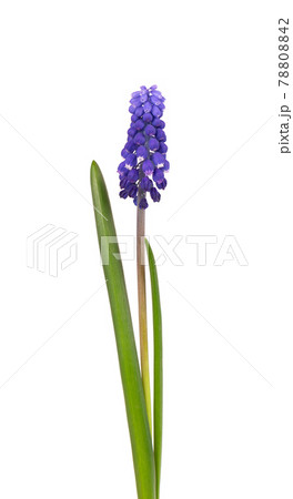 Muscari flower isolated on white background. Grape Hyacinth. Beautiful spring flowers. 78808842