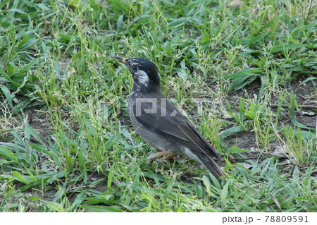 晴れた日に富士見公園を散歩した 78809591