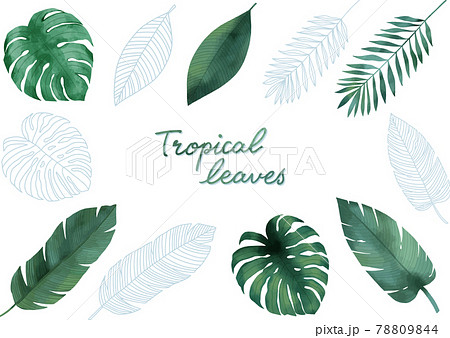 南国の植物 水彩風イラストのイラスト素材