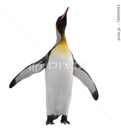 King penguin isolated on the white background 78809991