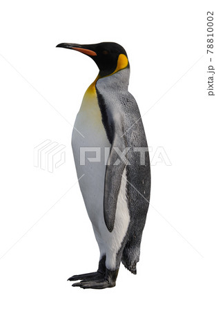 King penguin isolated on the white background King penguin isolated on the white background 78810002