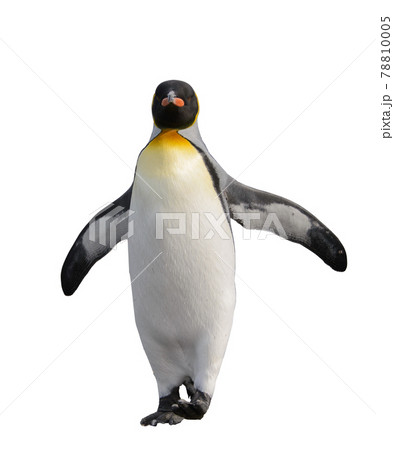 King penguin isolated on the white background King penguin isolated on the white background 78810005