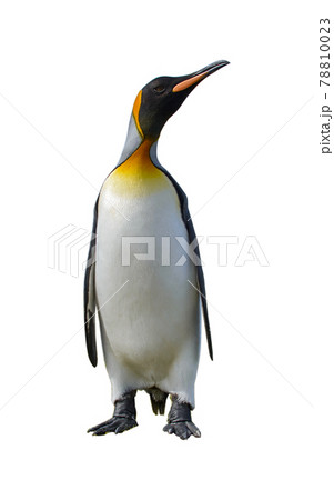 King penguin isolated on the white background 78810023