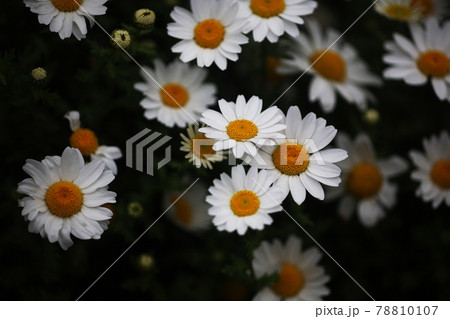初夏まで咲く、クリサンセマム の花 78810107