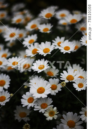 初夏まで咲く、クリサンセマム の花 初夏まで咲く、クリサンセマム の花 78810108