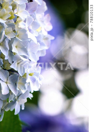戸川ダム公園で撮影した紫陽花(玉ボケ)【香川県三豊市財田町】 戸川ダム公園で撮影した紫陽花(玉ボケ)【香川県三豊市財田町】 78810133