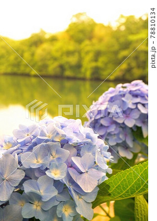 戸川ダム公園の夕焼けに染まる紫陽花【香川県三豊市財田町】 戸川ダム公園の夕焼けに染まる紫陽花【香川県三豊市財田町】 78810134