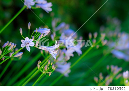アガパンサスの花のアップ 78810592