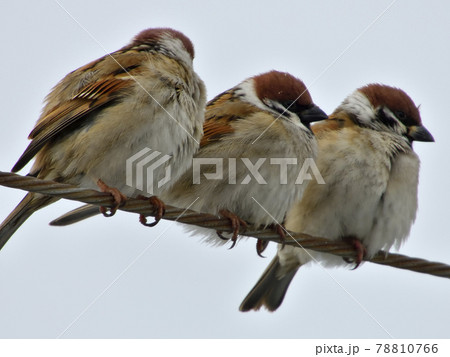 スズメ 78810766