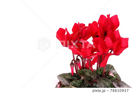 シクラメン 赤い花 冬の花 明るい背景の写真素材