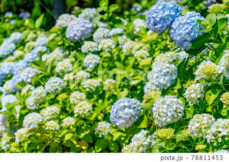 満開の紫陽花(6月) 満開の紫陽花(6月) 78811453