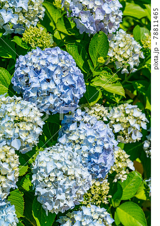 満開の紫陽花（6月） 78811465