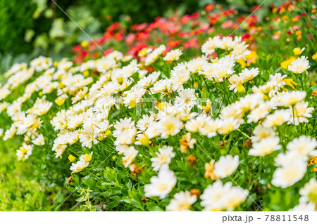 満開の花畑 78811548