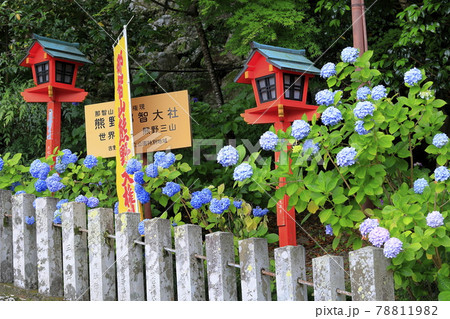 新緑の熊野那智大社と満開の紫陽花園〜青岸渡寺と那智の滝 78811982