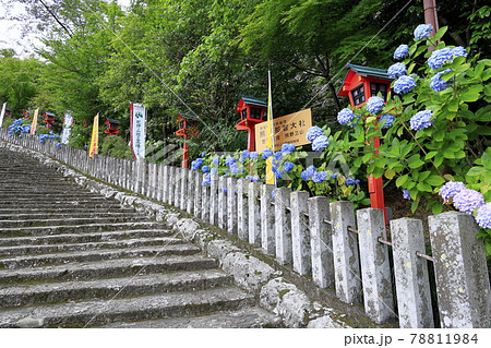新緑の熊野那智大社と満開の紫陽花園〜青岸渡寺と那智の滝 78811984