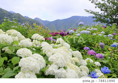 新緑の熊野那智大社と満開の紫陽花園〜青岸渡寺と那智の滝 新緑の熊野那智大社と満開の紫陽花園〜青岸渡寺と那智の滝 78811990