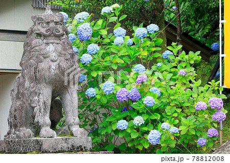 新緑の熊野那智大社と満開の紫陽花園〜青岸渡寺と那智の滝 78812008
