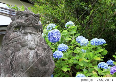 新緑の熊野那智大社と満開の紫陽花園〜青岸渡寺と那智の滝 78812013